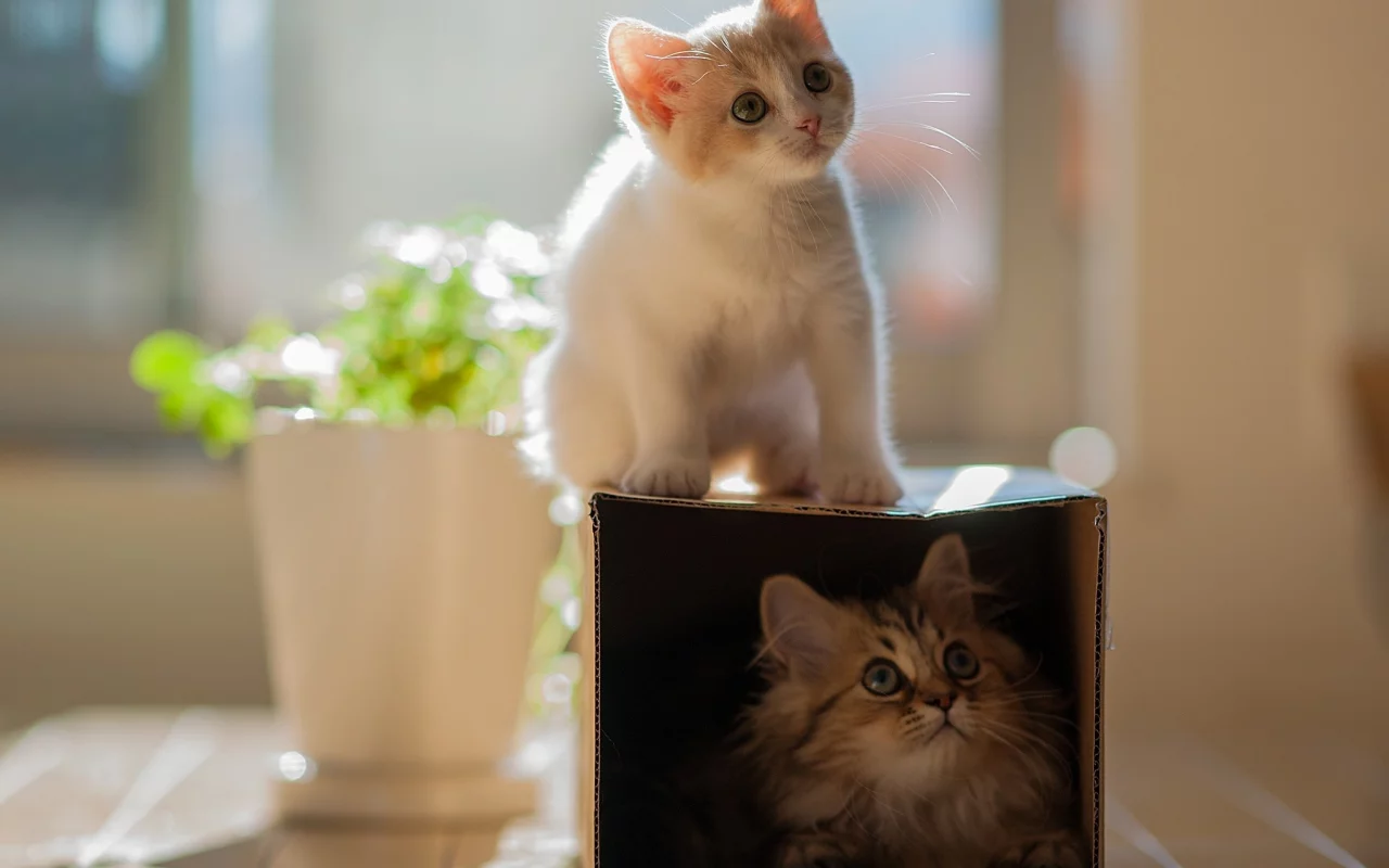 hannah, daisy, кошки, коробка, ben torode, котенок