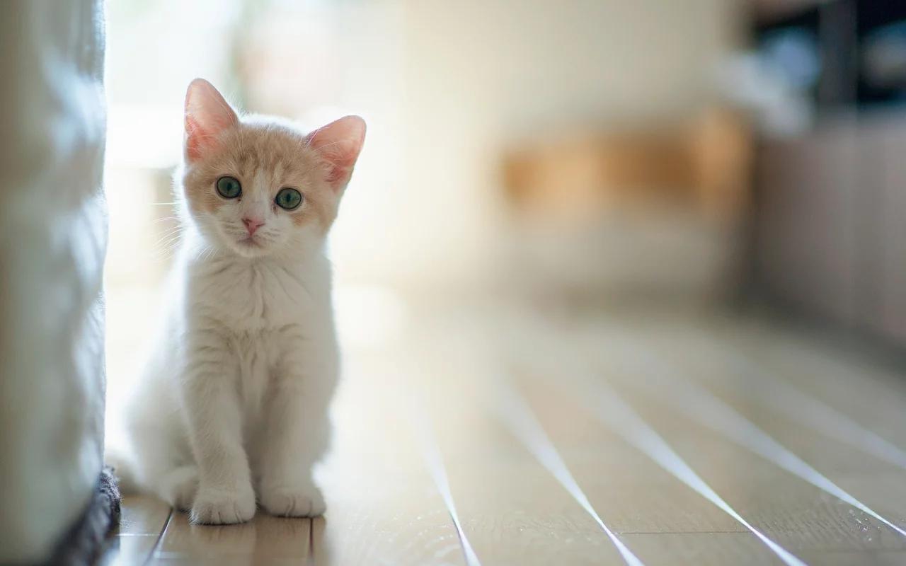 доски, ben torode, котенок, пол, hannah, кошка