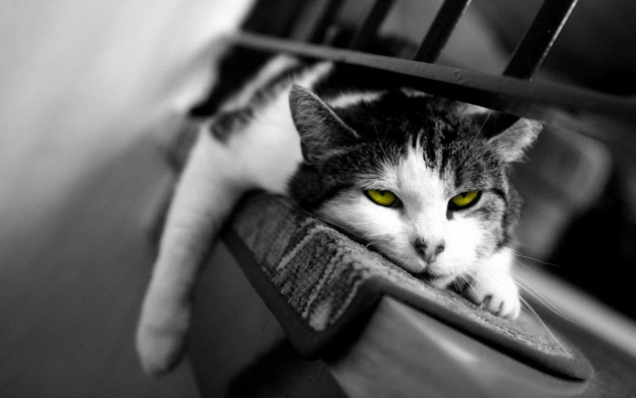 кот, сонный, сон, кошка