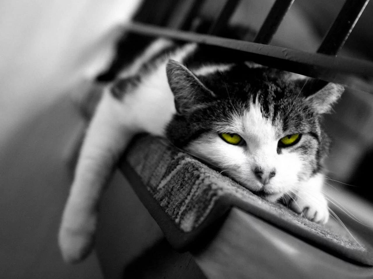 кот, сонный, сон, кошка