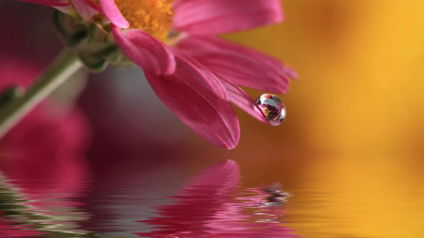 цветок, waterdrop, капля, природа, macro, вода