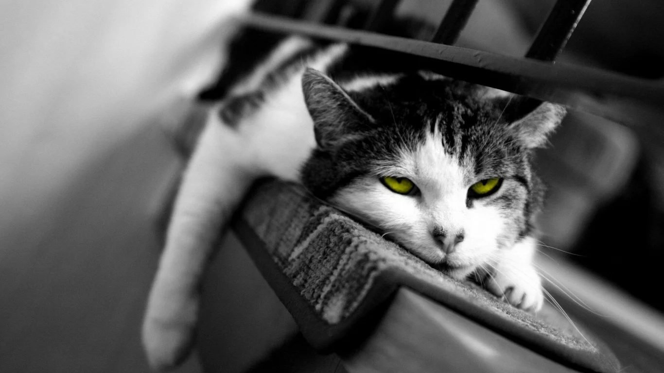 кот, сонный, сон, кошка