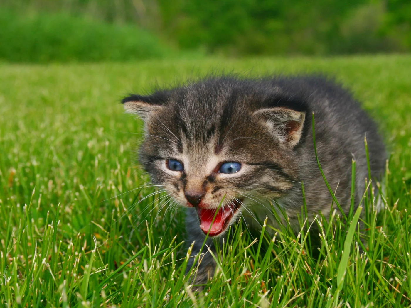 котенок, животные, calling for mommy