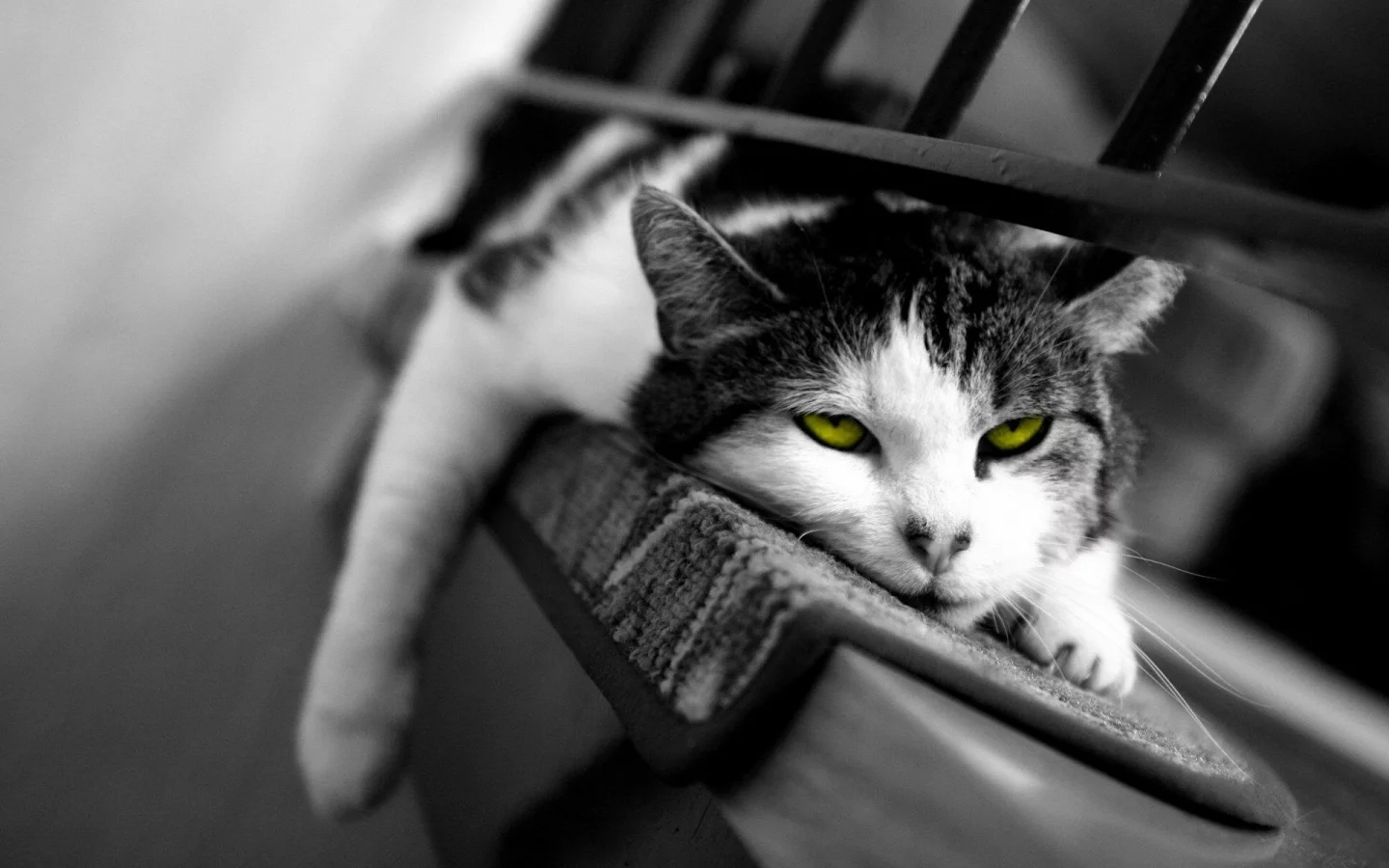 кот, сонный, сон, кошка