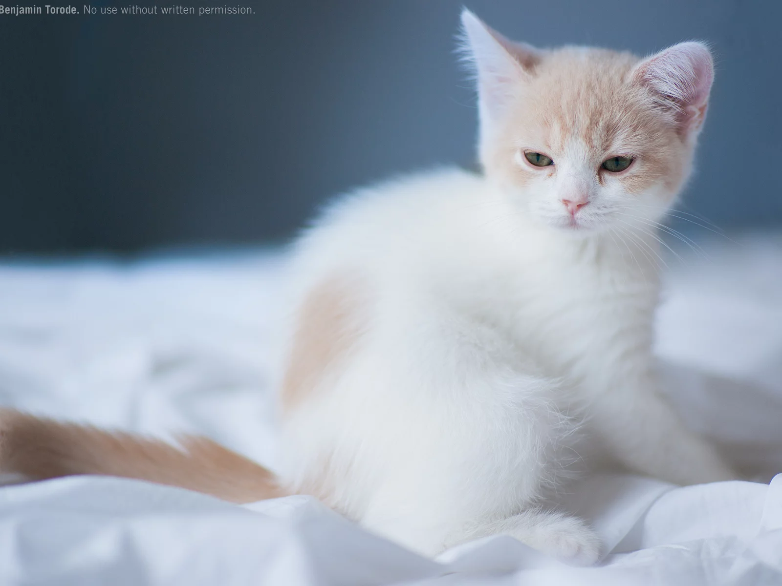 малыш, кошка, котёнок