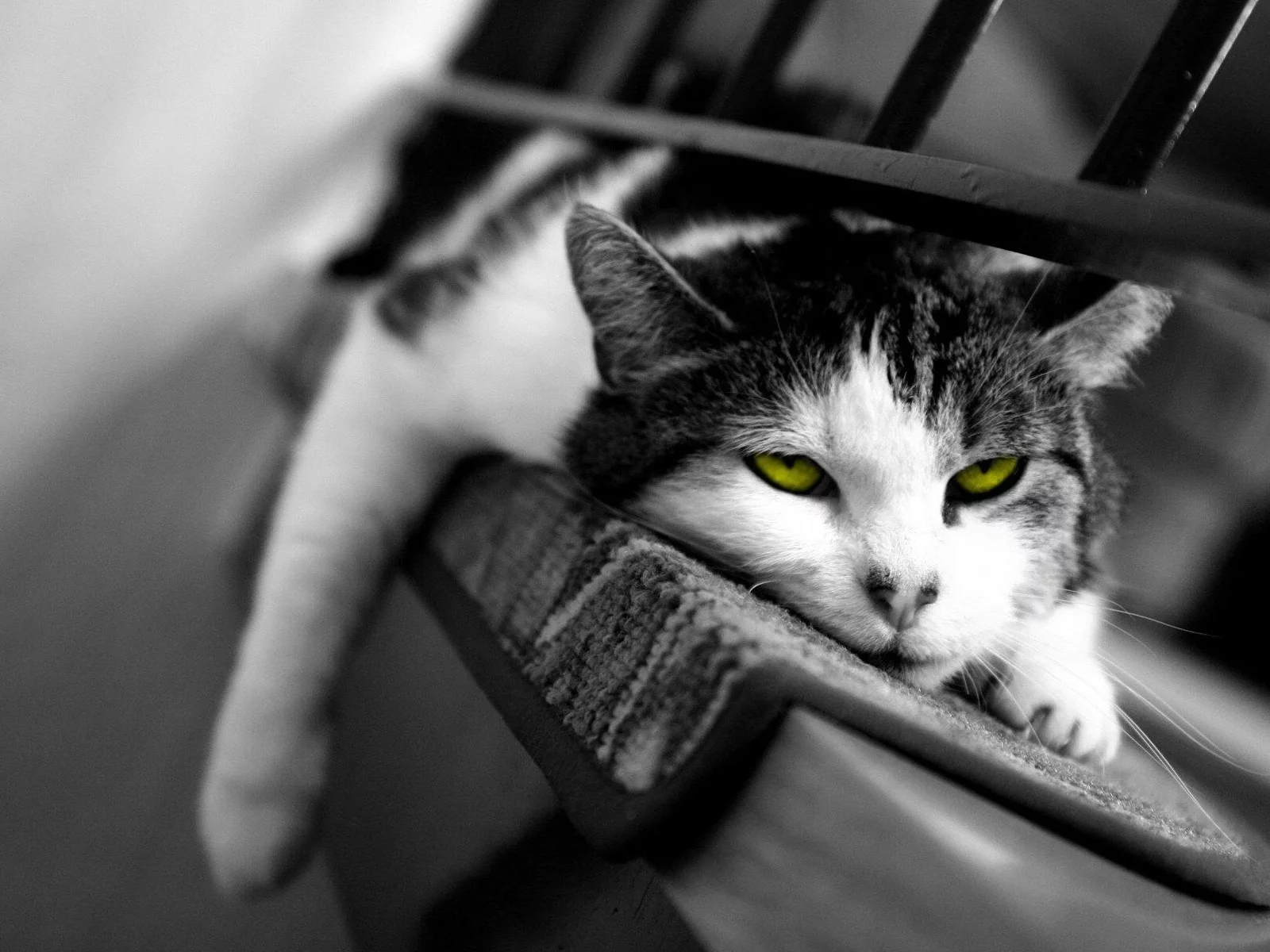 кот, сонный, сон, кошка