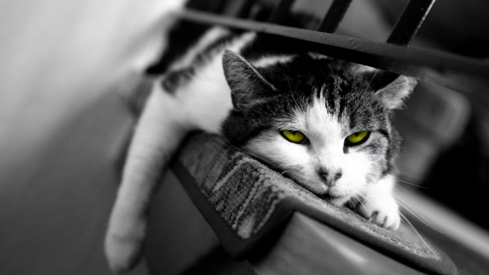 кот, сонный, сон, кошка