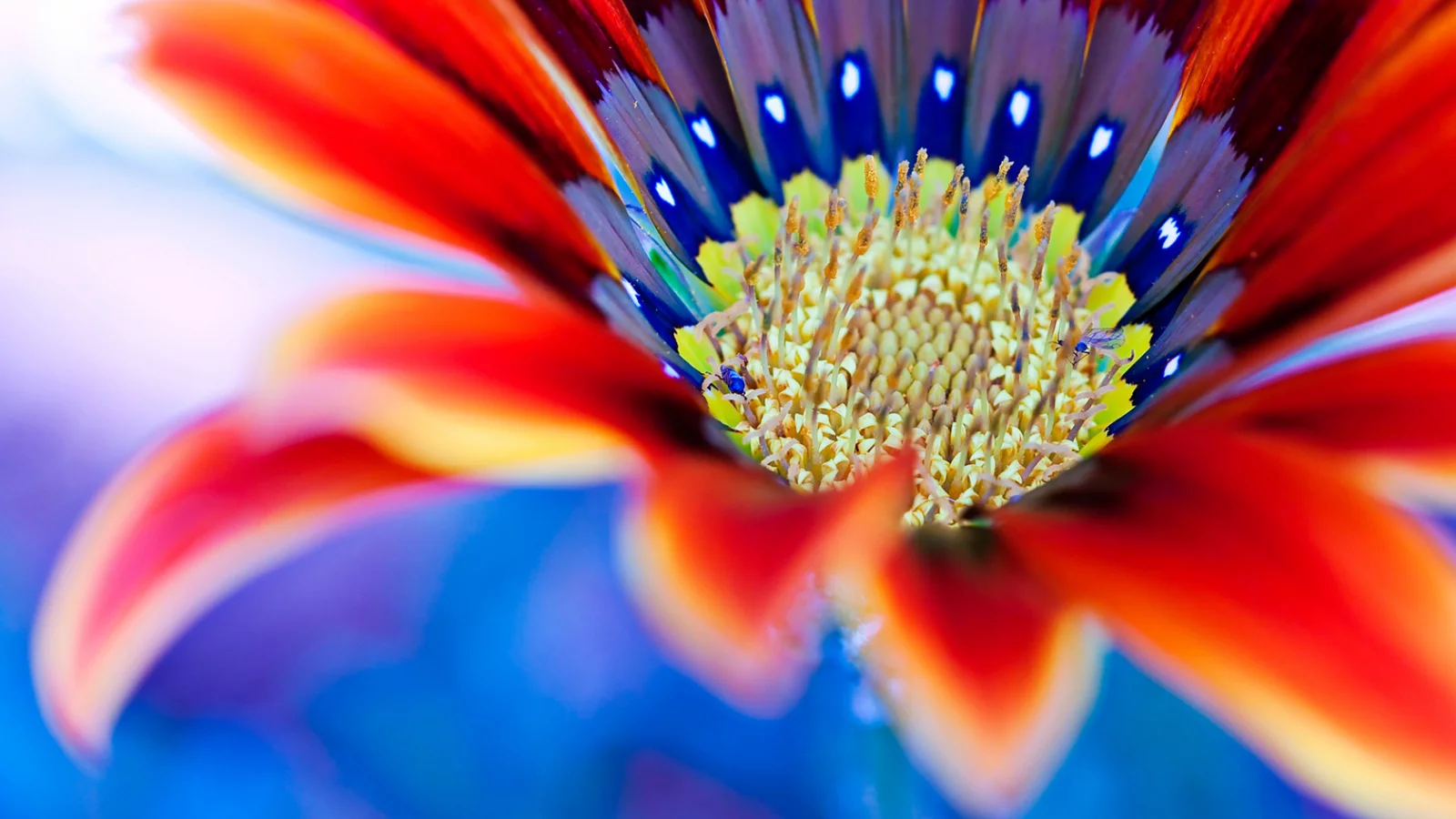цветок, flower, макро, die blume
