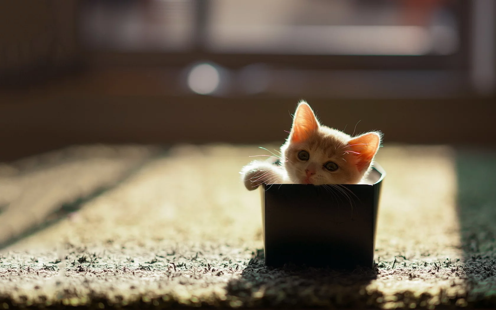 дом, коробка, кошка