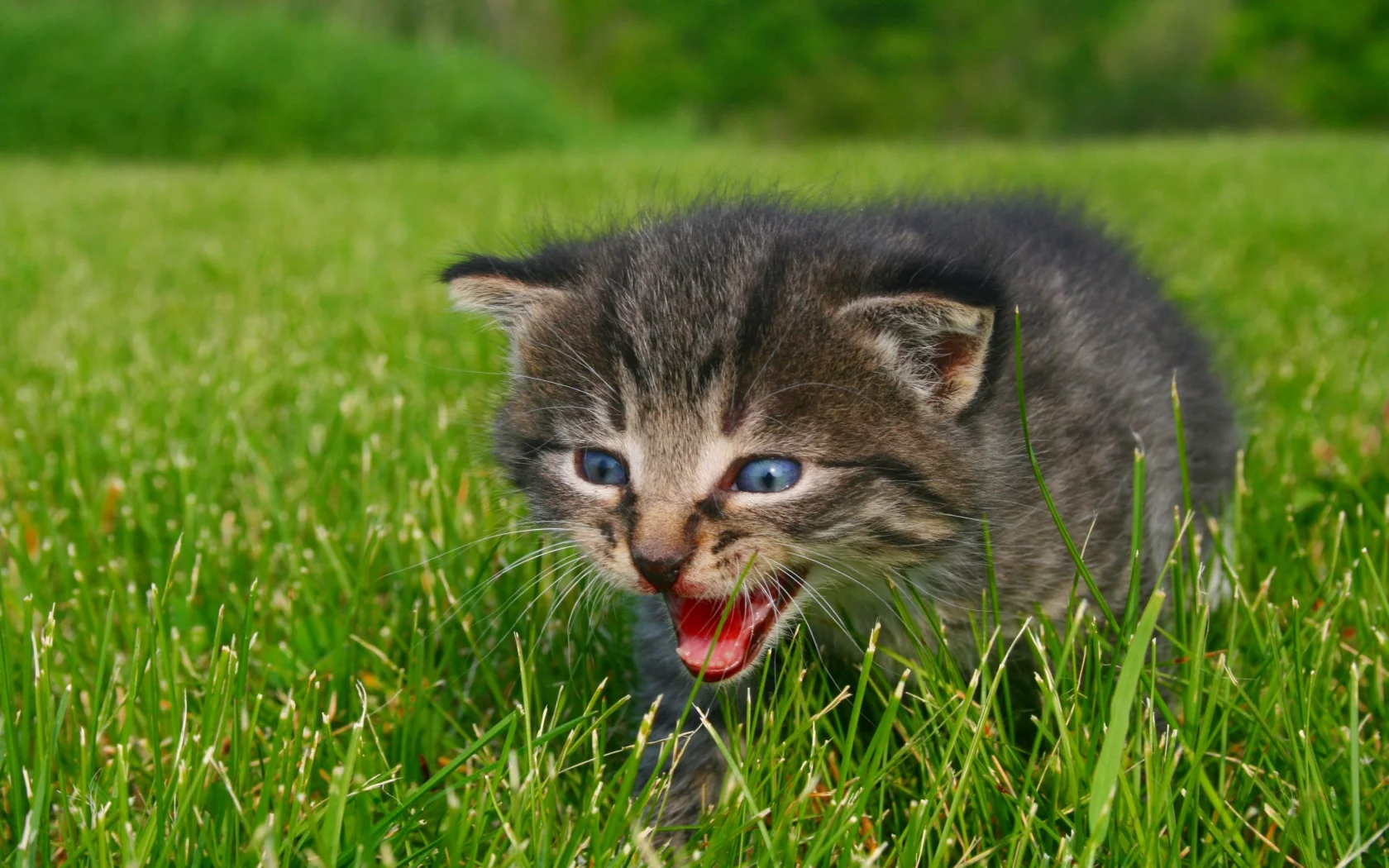 котенок, животные, calling for mommy