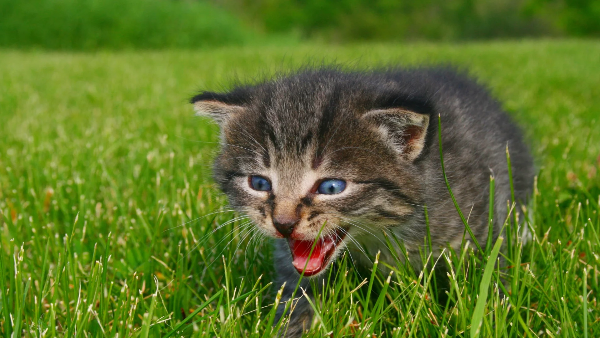 котенок, животные, calling for mommy