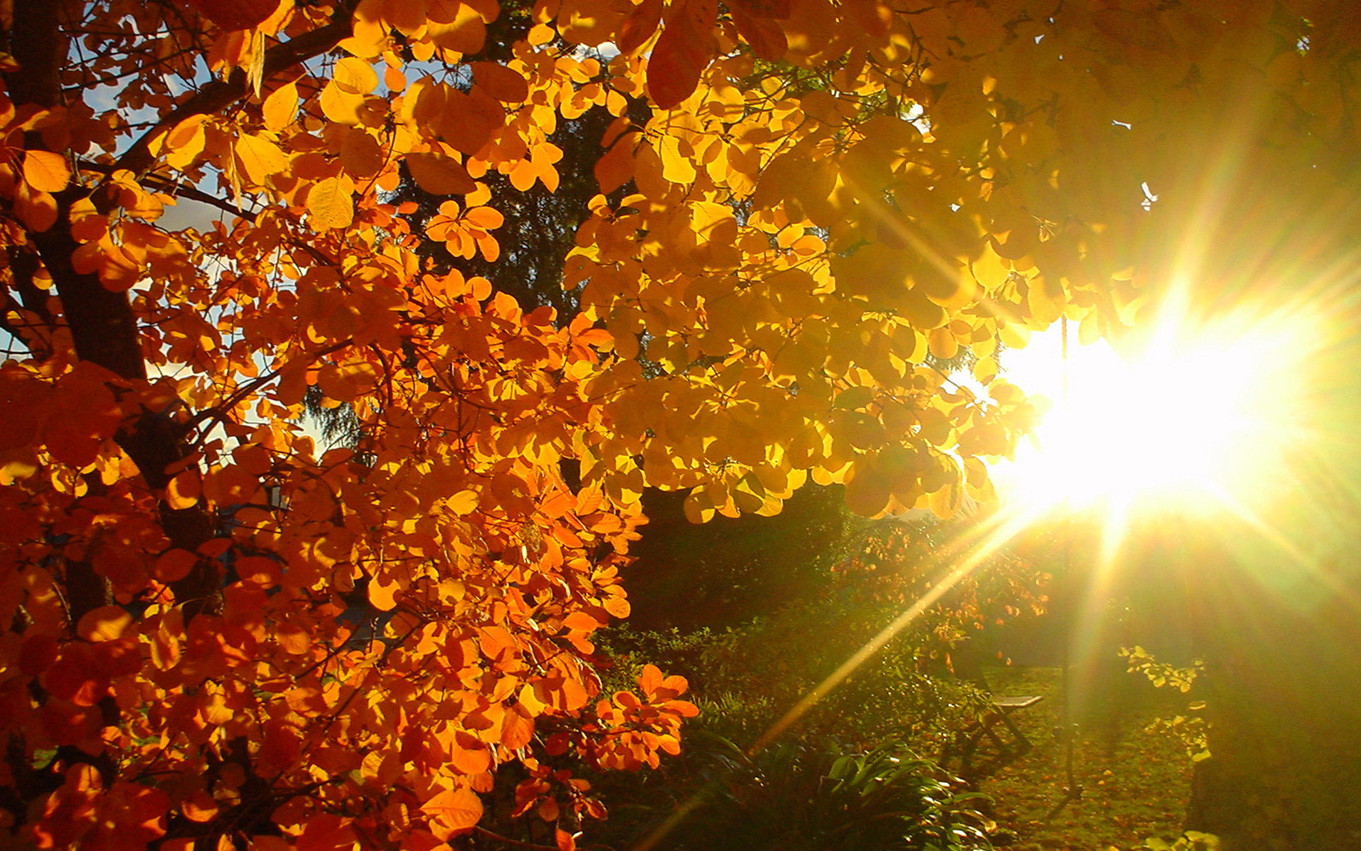 Осеннее солнце. Осень солнце. Тёплая осень. Солнечный осенний день.