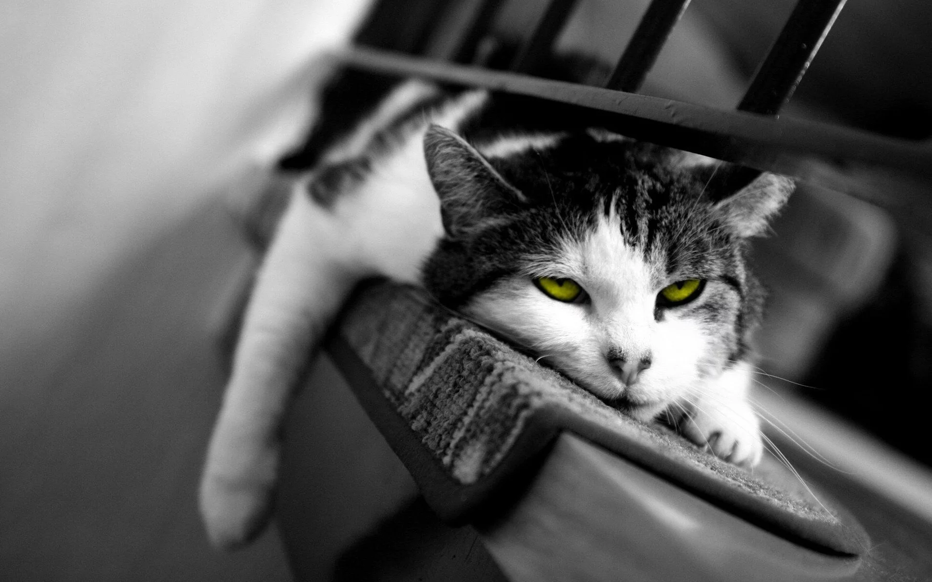 кот, сонный, сон, кошка