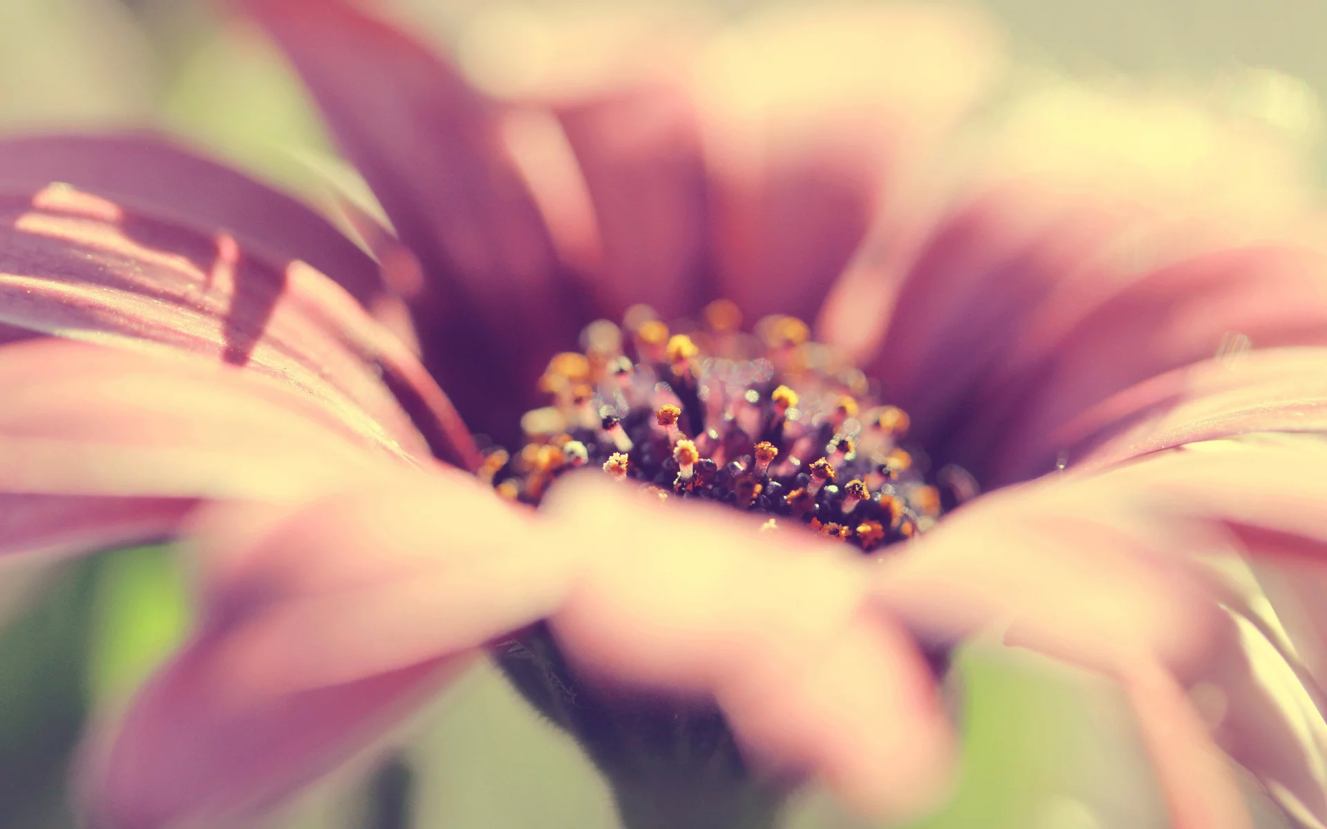 flower, beautiful, romantic, rose, цветок,, close up