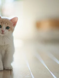 доски, ben torode, котенок, пол, hannah, кошка