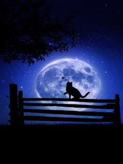 ночь, кот, дерево, луна, скамейка