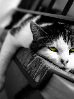 кот, сонный, сон, кошка