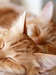 дом, кошки, фон, уют