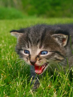 котенок, животные, calling for mommy