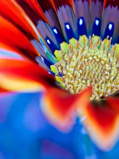 цветок, flower, макро, die blume