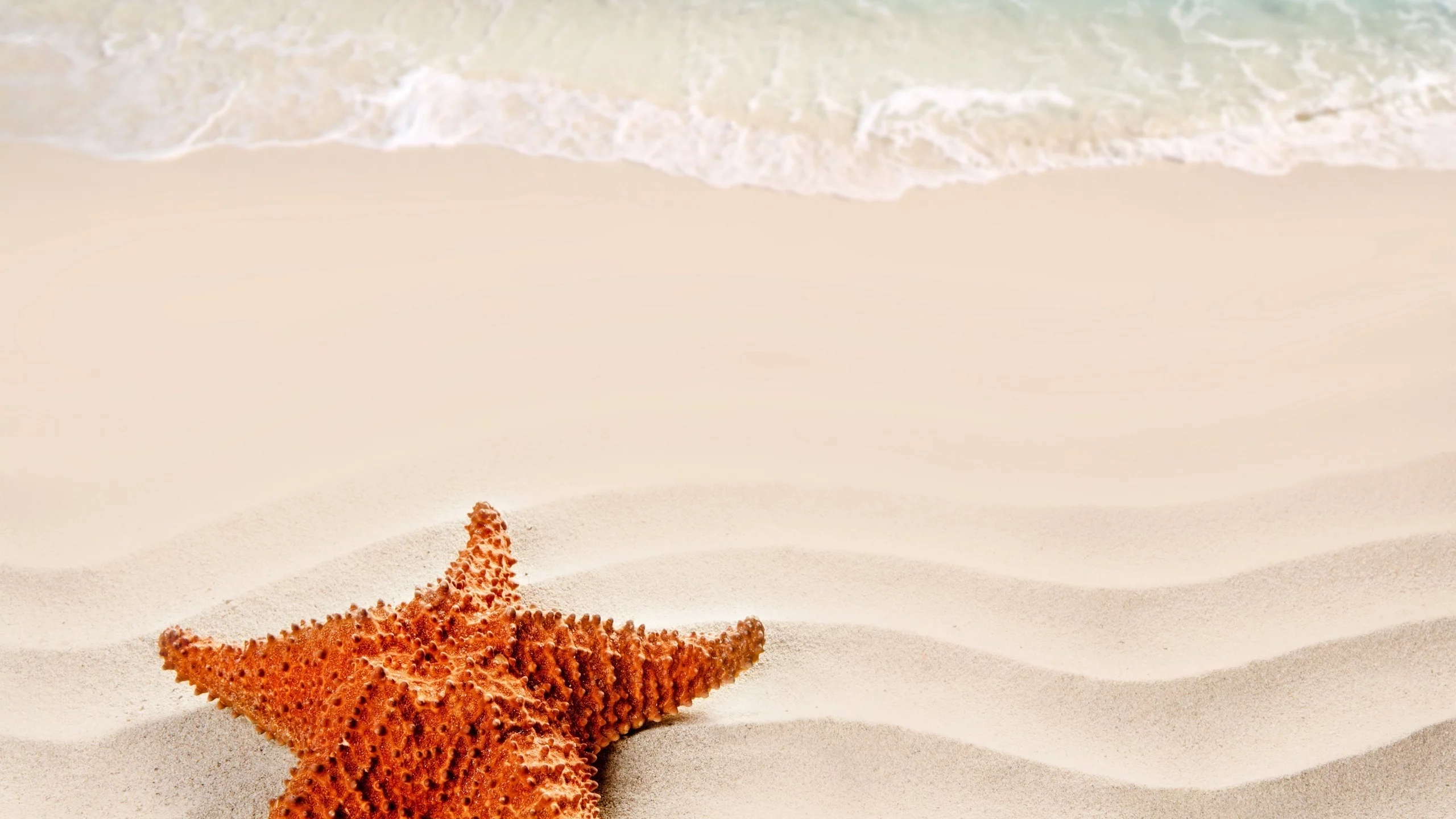 beach, море, nature, песок, starfish, nature, sea, sand