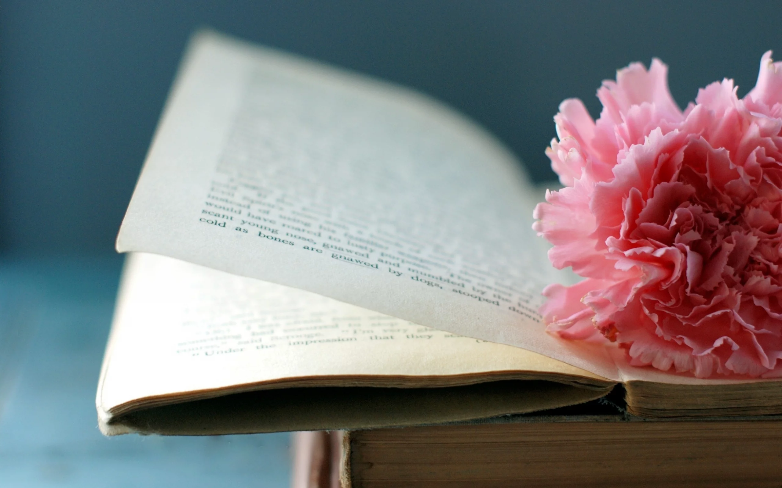 книга, макро, цветок, страницы
