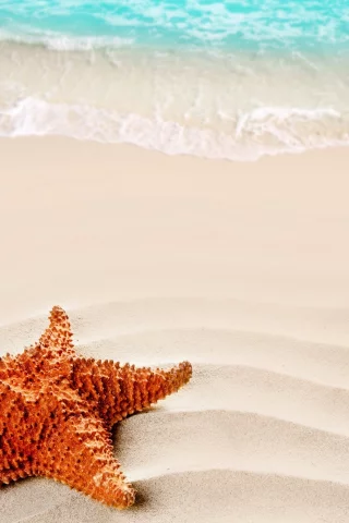beach, море, nature, песок, starfish, nature, sea, sand