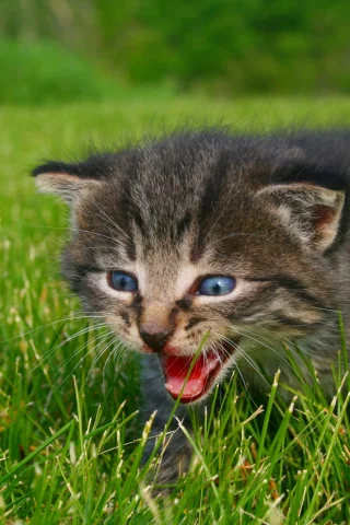 котенок, животные, calling for mommy