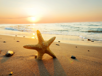 природа, beach, starfish, sunset, ocean, sand, sun, sea