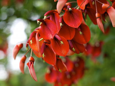 erythrina crista-galli, цветение, растение
