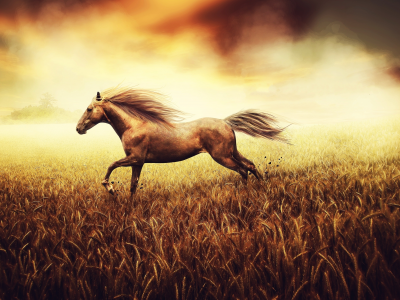 пшеница, свобода духа, конь, поле, фон