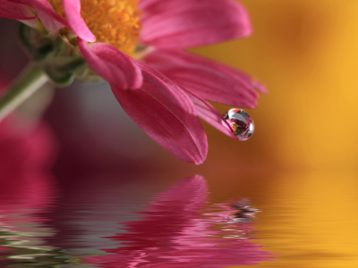 цветок, waterdrop, капля, природа, macro, вода