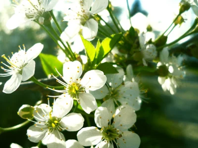 весна, вишни, блики, цветы, природа