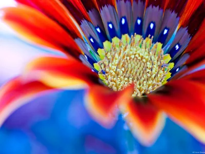 цветок, flower, макро, die blume