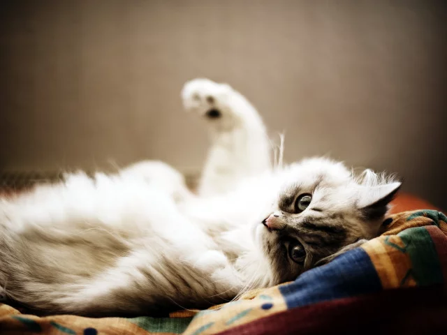 уют, дом, кошка