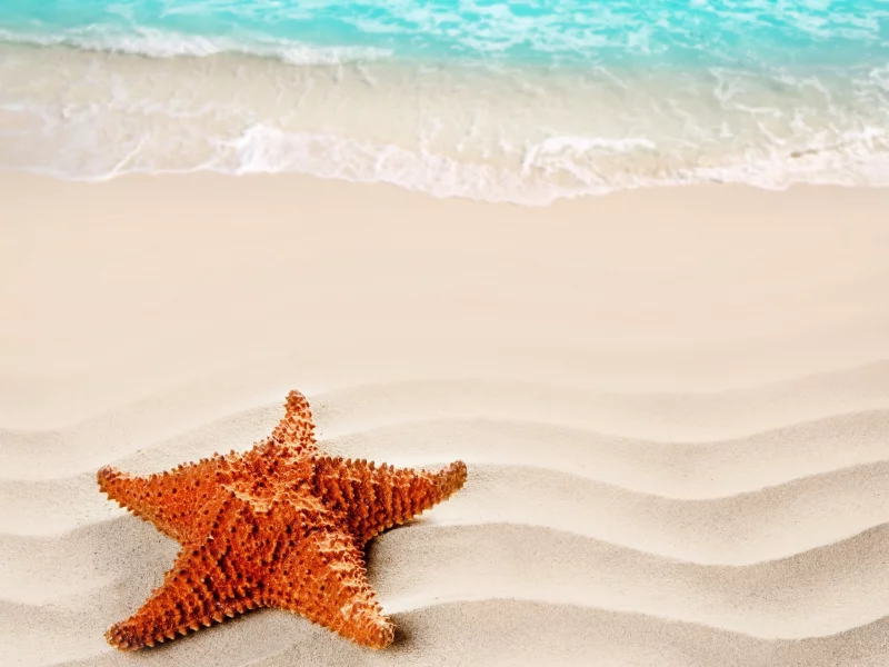 beach, море, nature, песок, starfish, nature, sea, sand