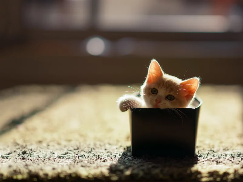 дом, коробка, кошка