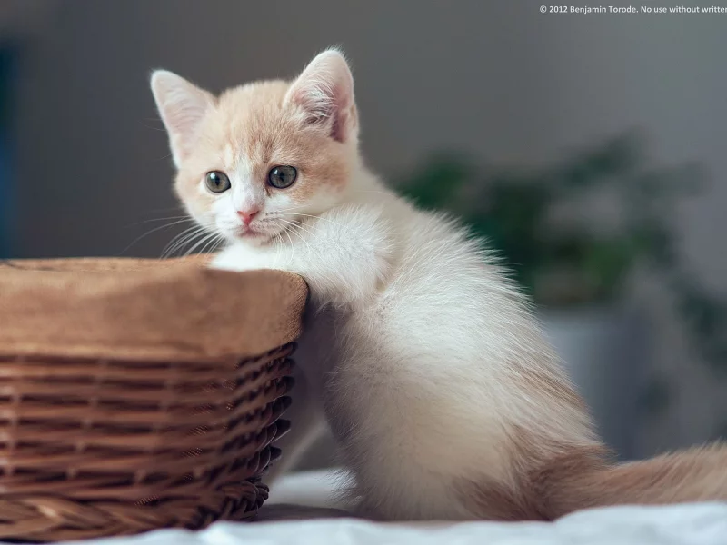малыш, котёнок, корзинка