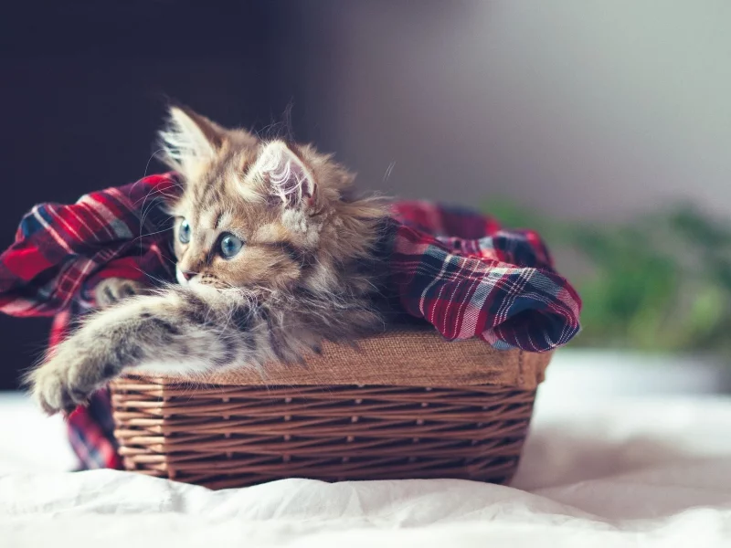 котёнок, покрывало, корзина