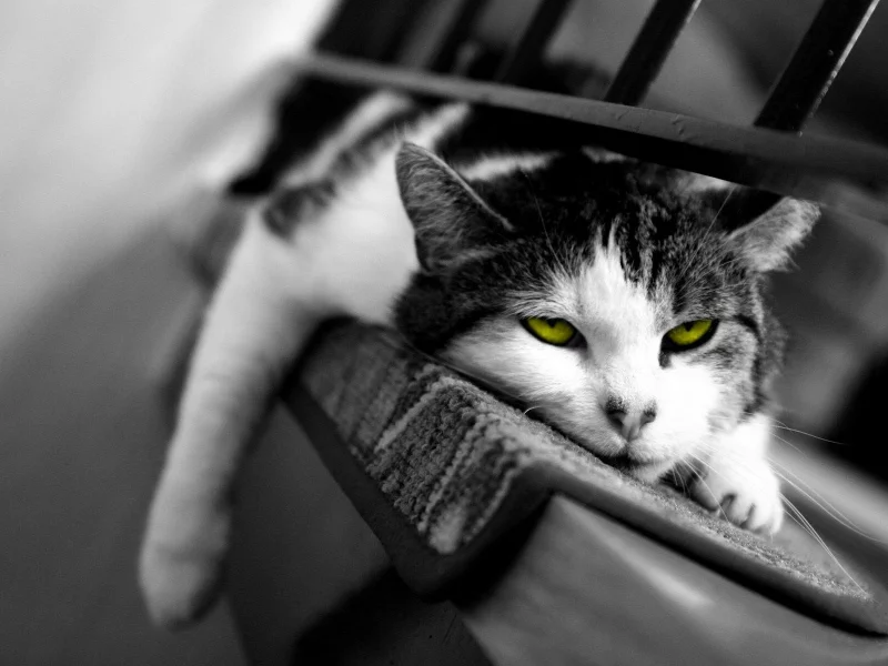 кот, сонный, сон, кошка
