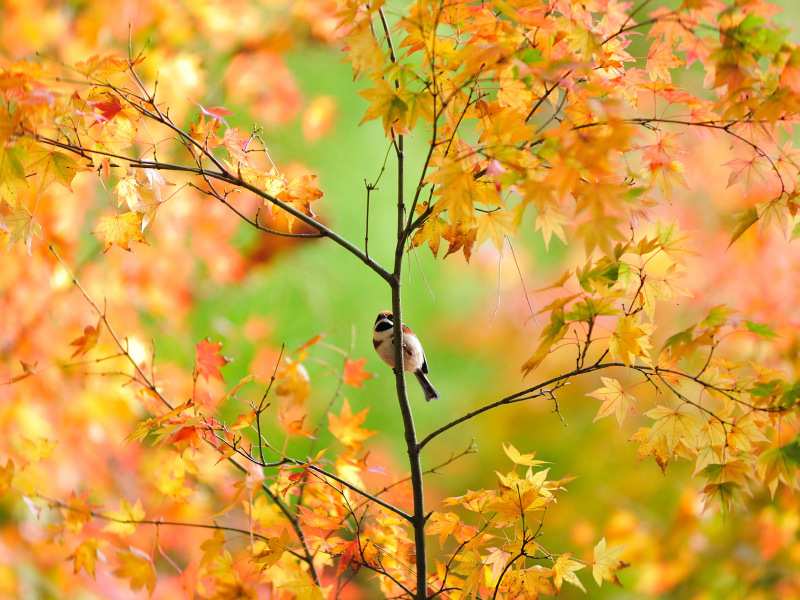 осень, лес, дерево, птичка, листья