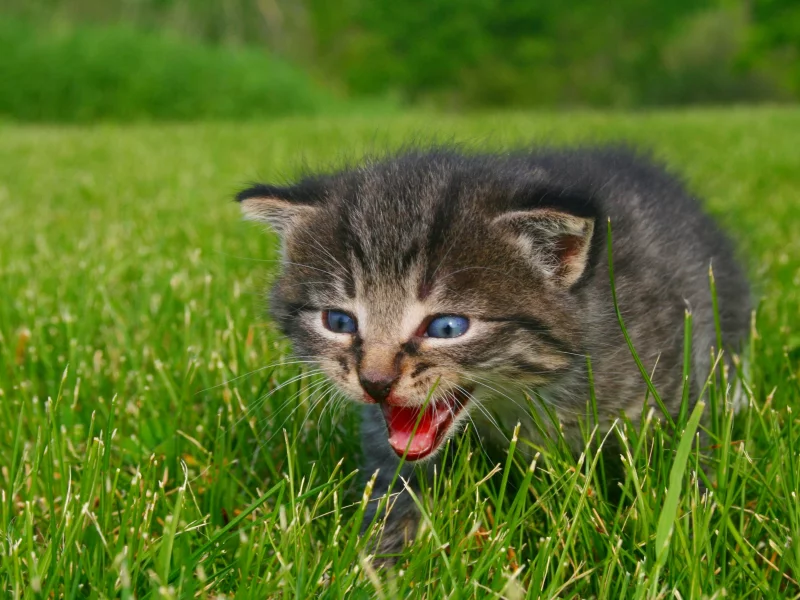 котенок, животные, calling for mommy