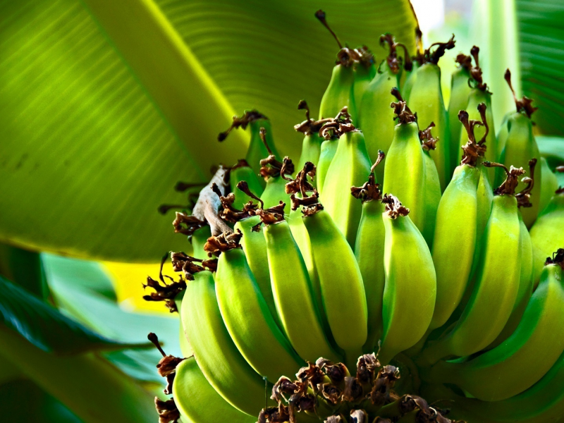 дерево, зелёный, бананы, bananas, green