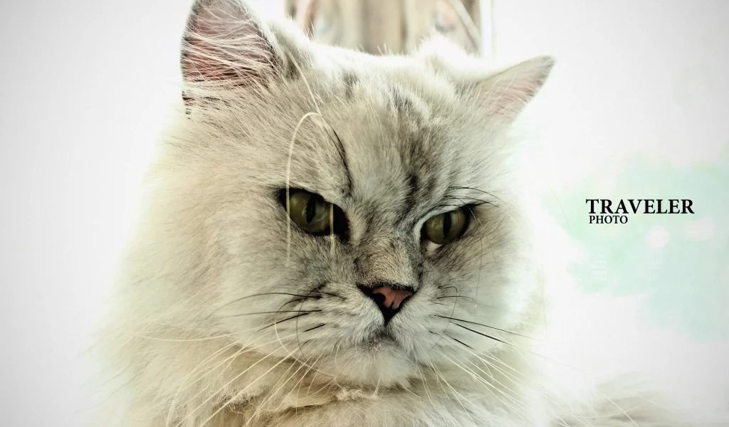 кот, cat