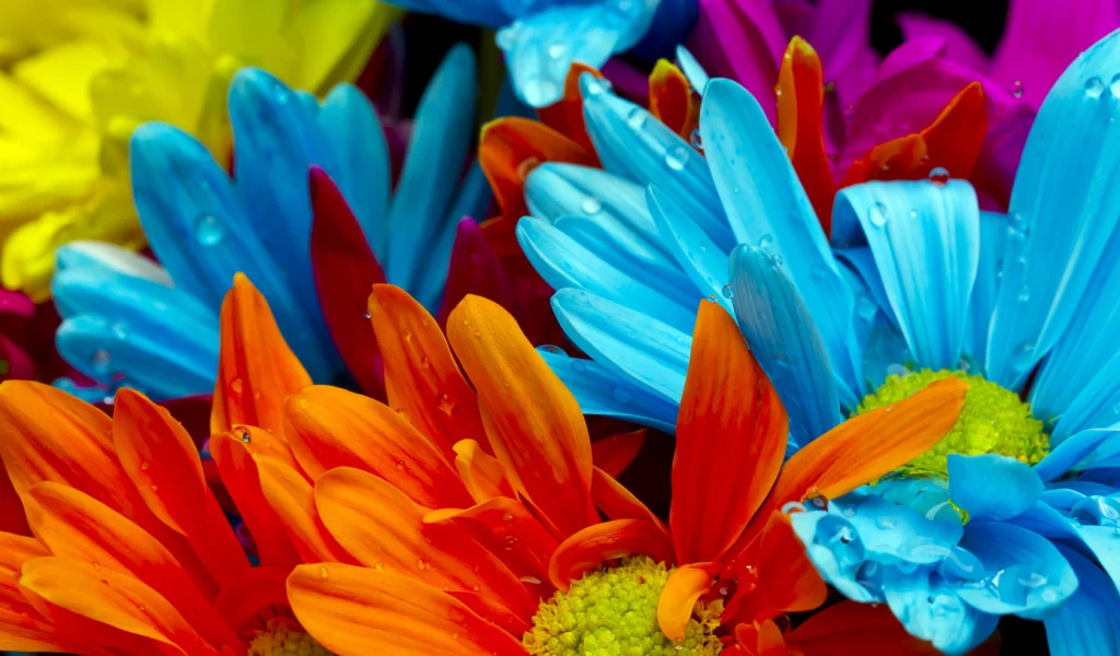violet, water drops, bright colorful flowers, red, orange, lactic
