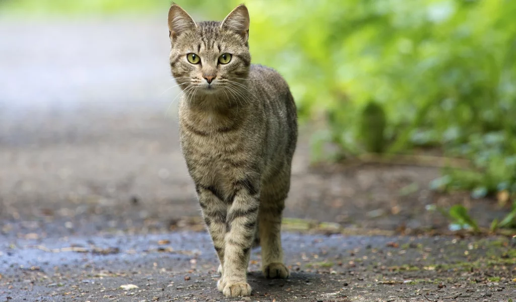 смотрит, глаза, зелёные, кошка
