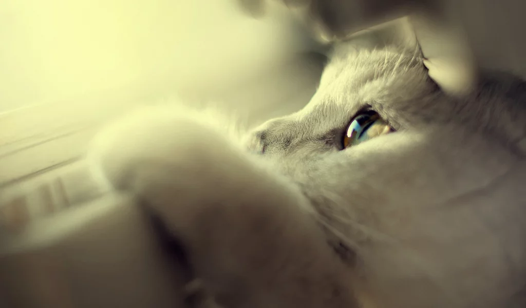 котик, усы, лапа, смотрит, шерсть