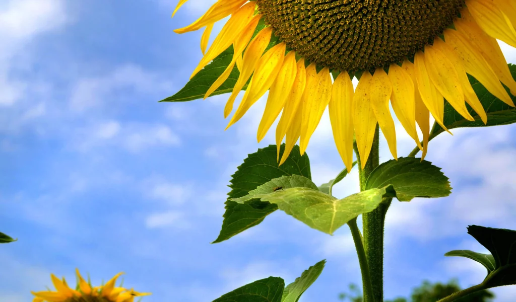 небо, облака, подсолнух, sunflower, sky