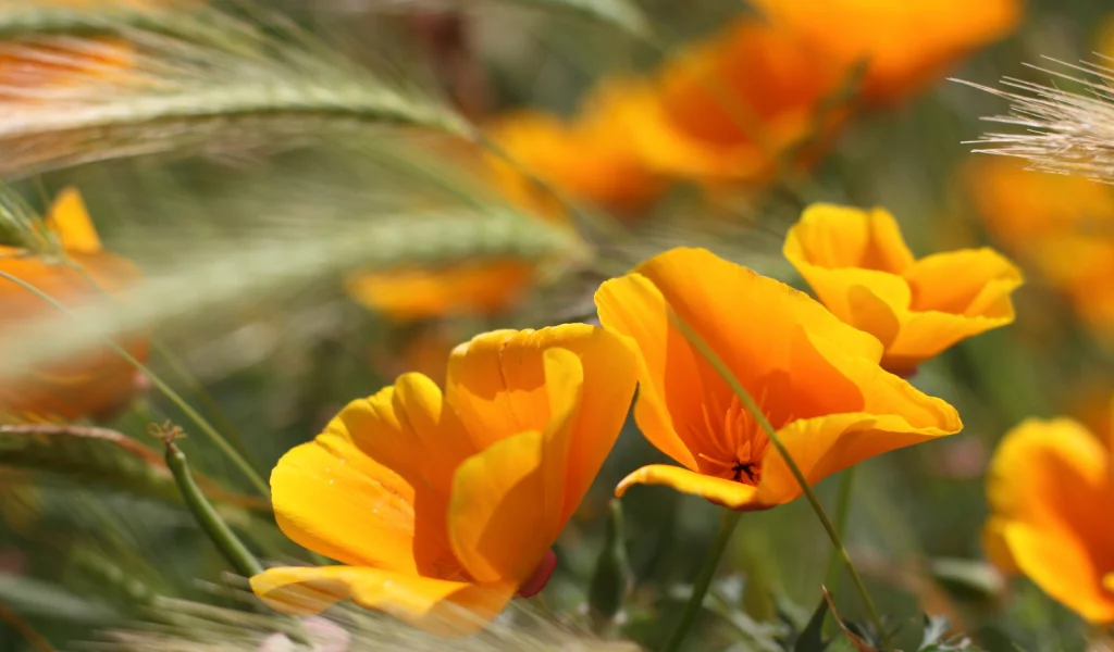 летние цветы, summer flowers, оранжевые