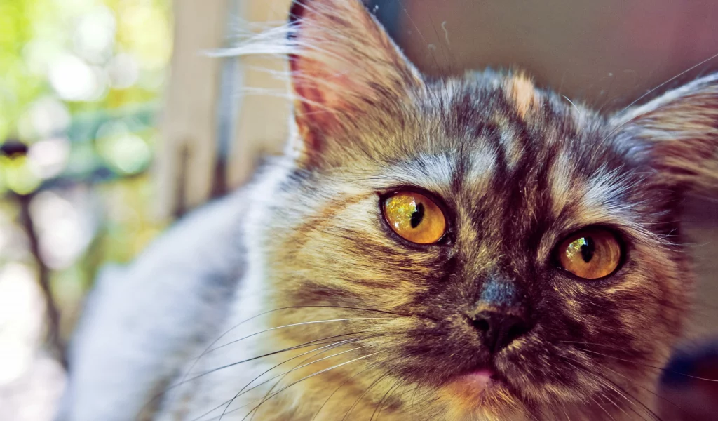 кошка, cat, котята, глаза, кот